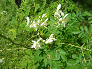 Moringa Flowers on the very plants used in making our soap